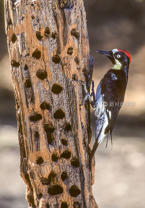 橡实啄木鸟(Melanerpes formicivorus)是一种中型啄木鸟。啄木鸟通过在枯树、枯枝上钻洞来建造谷仓或“橡子树”。加州圣罗莎。Pepperwood保护区。树上有洞，可以放橡子和鸟